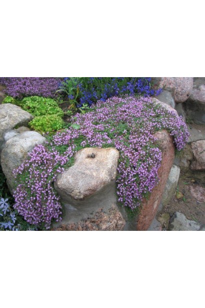 Чебрець ранній Псевдоланугіносус